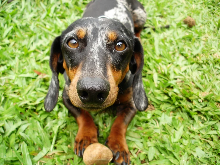 a dog standing in the grass with a ball in its mouth