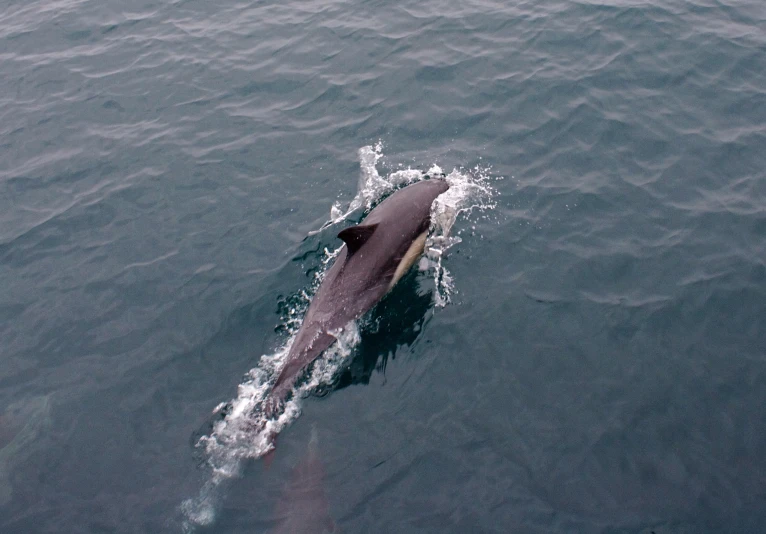 a dolphin swims through the water near some land