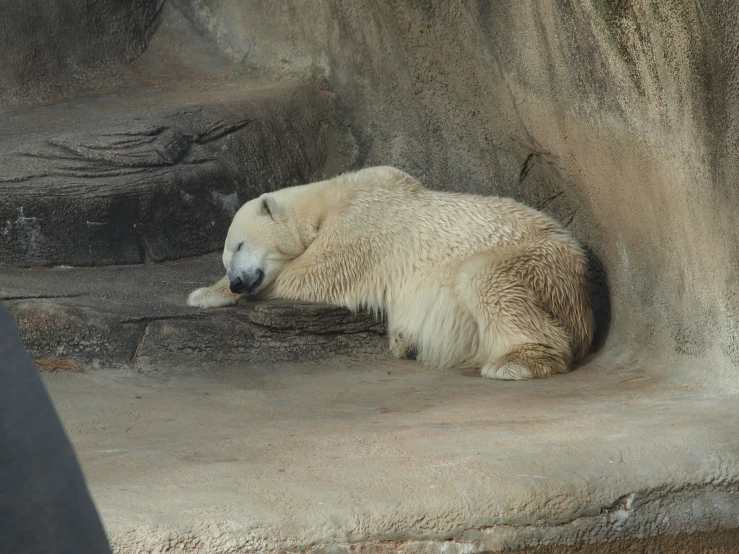 a polar bear lying down on rocks