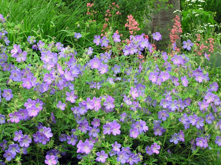 a bed of purple flowers growing out of a field