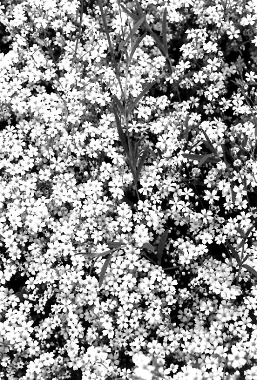 white flowers grow in the field under an umbrella