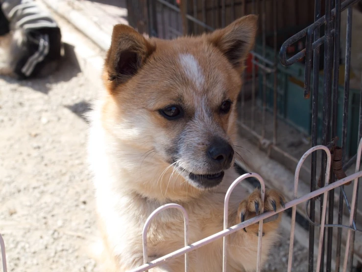 a brown dog with a white spot on its face