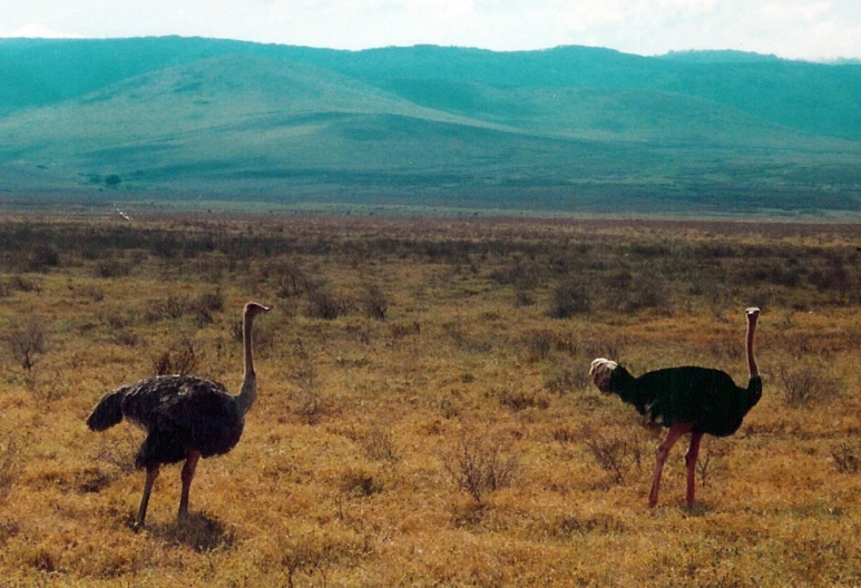 two ostriches stand in the grass with hills in the background