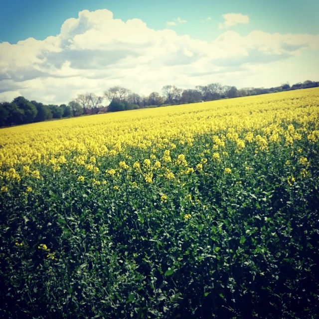 a lush green field with yellow flowers on a sunny day