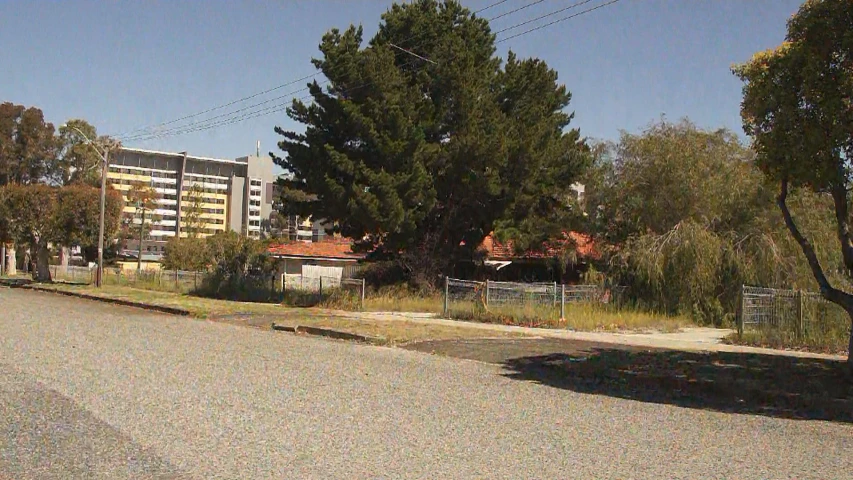 a large tree and some trees on the side of a road