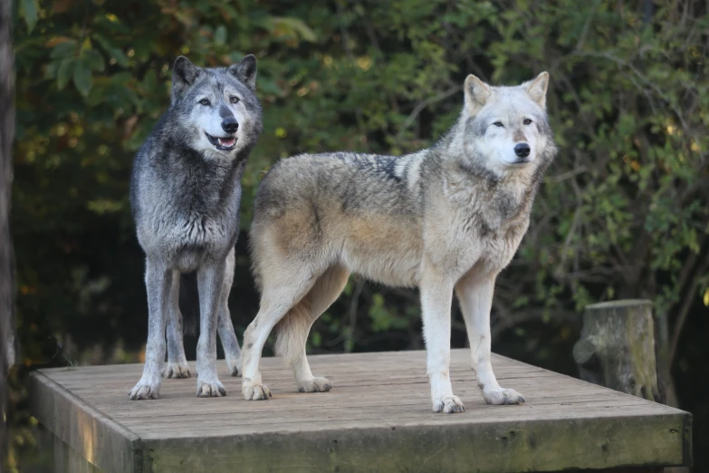 two grey wolfs standing on wooden platform in front of trees