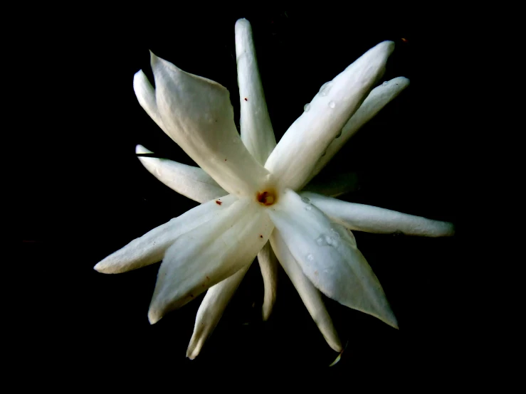 a white flower is seen in the dark
