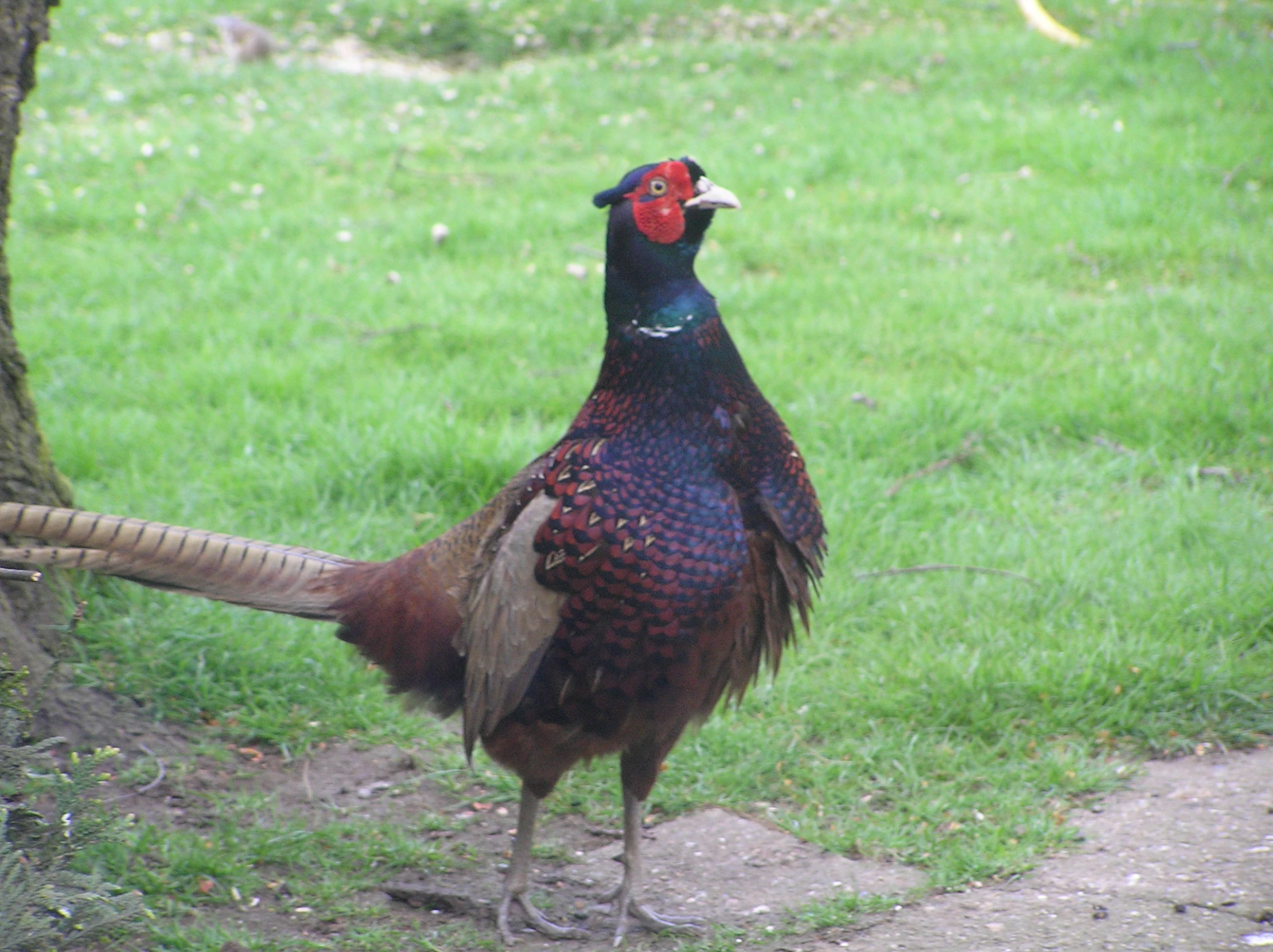 there is a large bird standing on the street