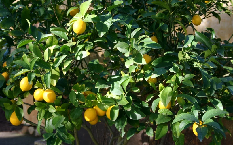 several ripe lemons growing on nches in an outdoor garden