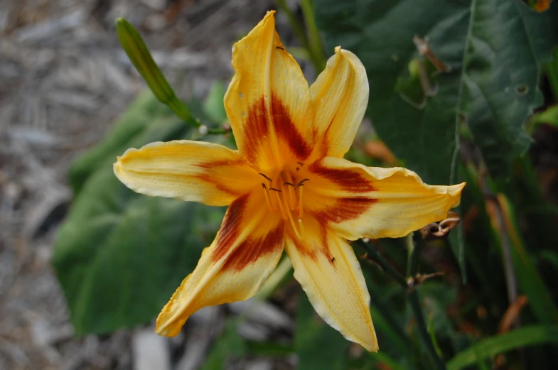 the large flower is blooming on the stem