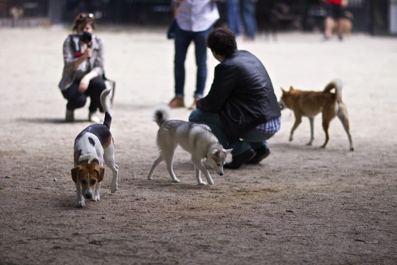 a group of people that are walking with some dogs