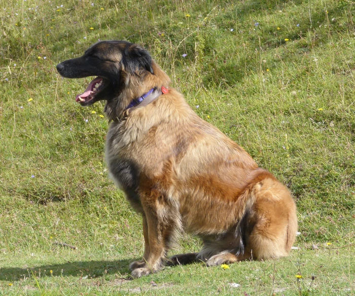 a large brown dog with a pink collar sits in the grass