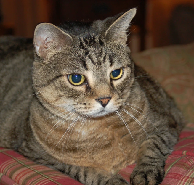 there is a cat that is sitting on the couch