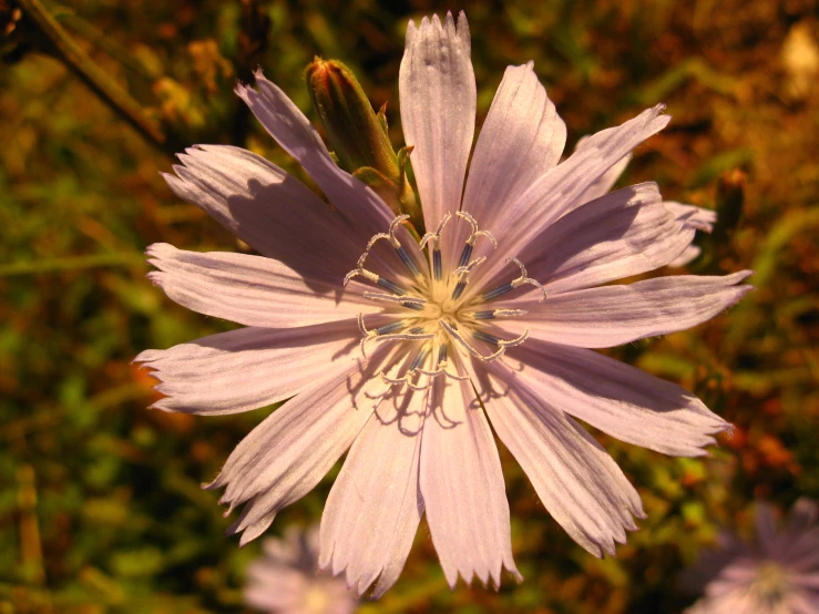 the small flower is surrounded by smaller pink flowers