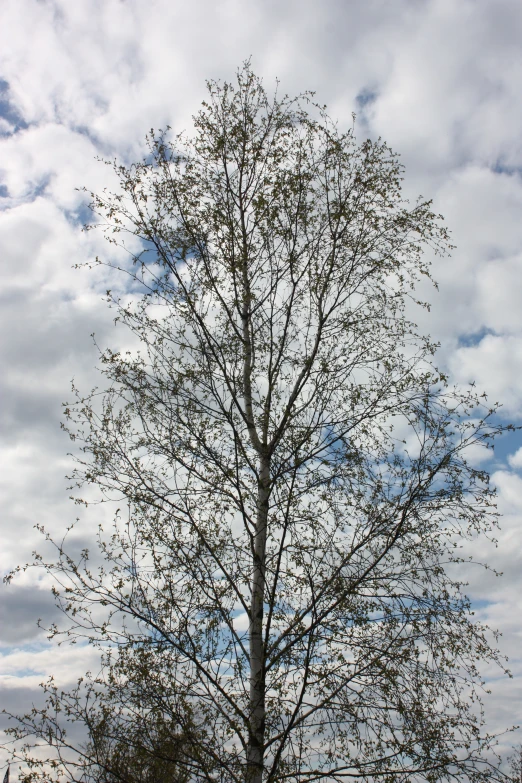 the tree has lots of leaves and no nches