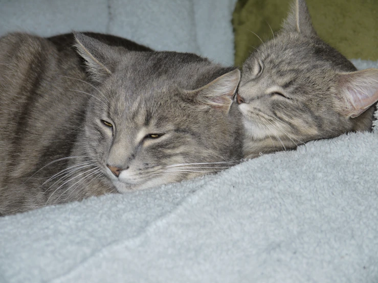 two cats sleeping on a blanket with a blanket over them