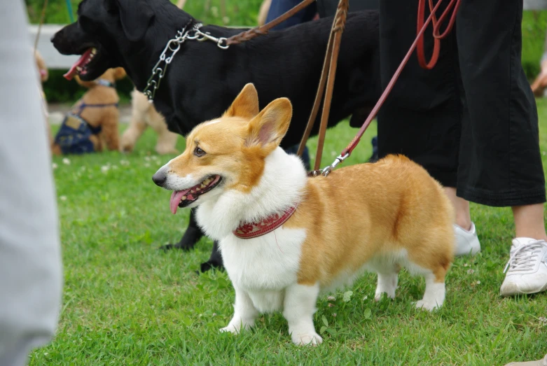 two dogs stand next to people and other dogs