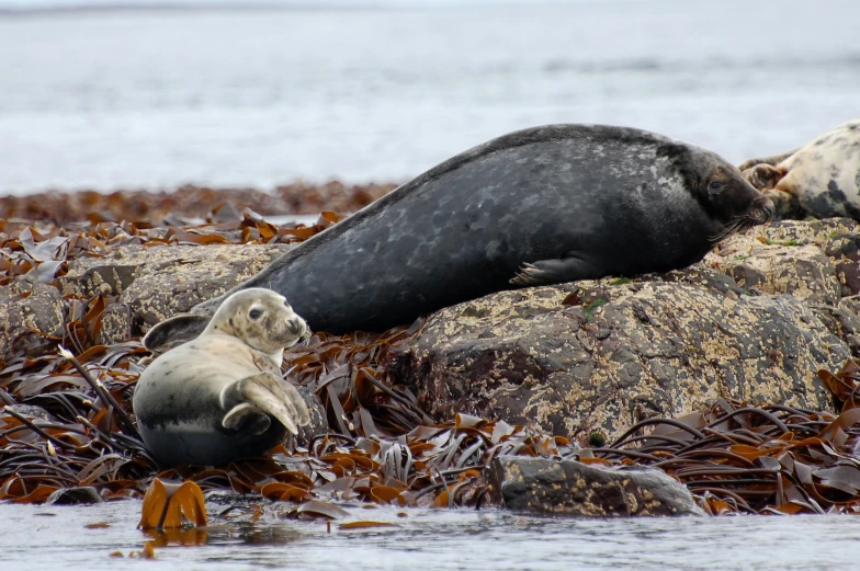 two seals sitting on the edge of rocks