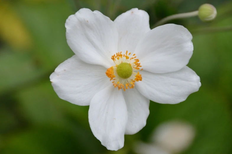 a close - up image of the center of a white flower