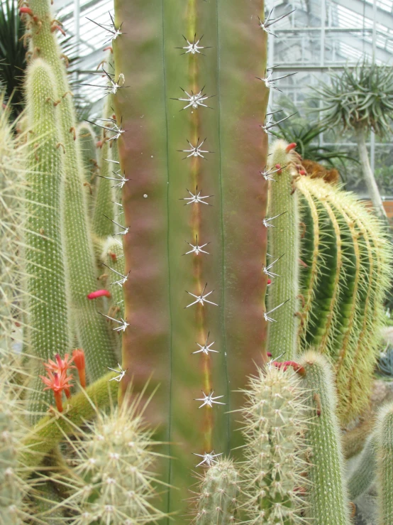 a plant in a garden house filled with lots of green plants