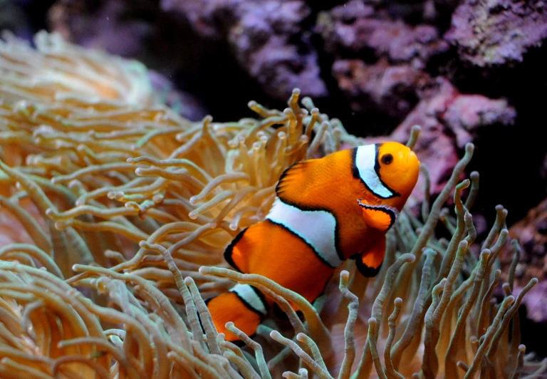 an orange and white clownfish and some plants