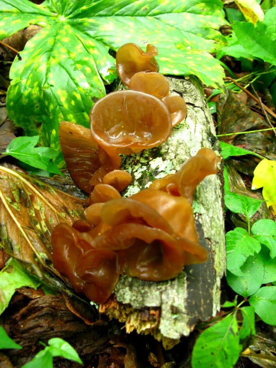 a brown and white plant sitting on top of some tree stump