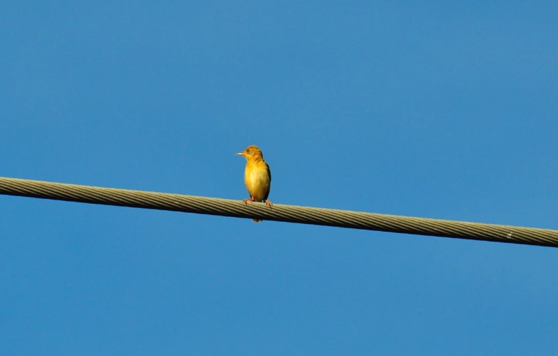 a small bird sitting on a light pole