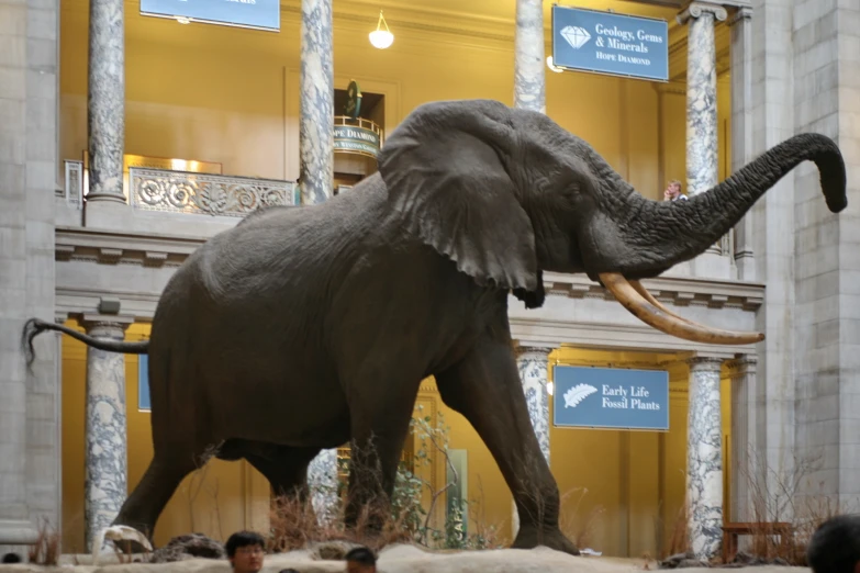 an elephant walks around a city mall