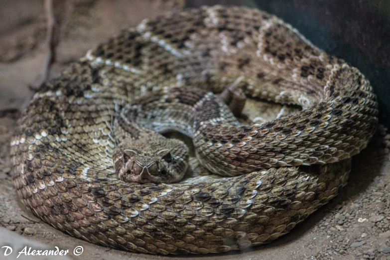 a snake with grey stripes curled around its head