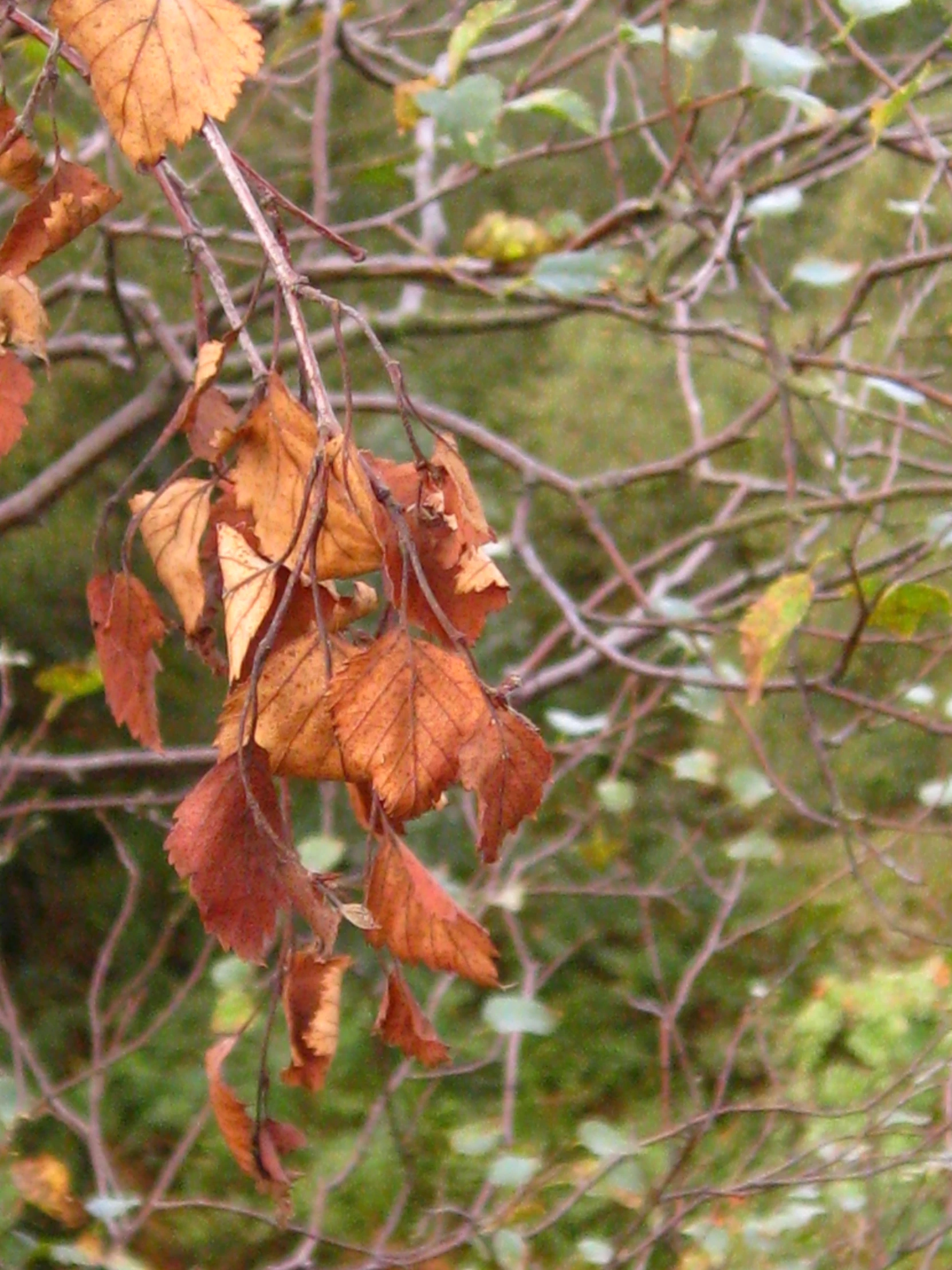 the leaves on the tree are brown and green