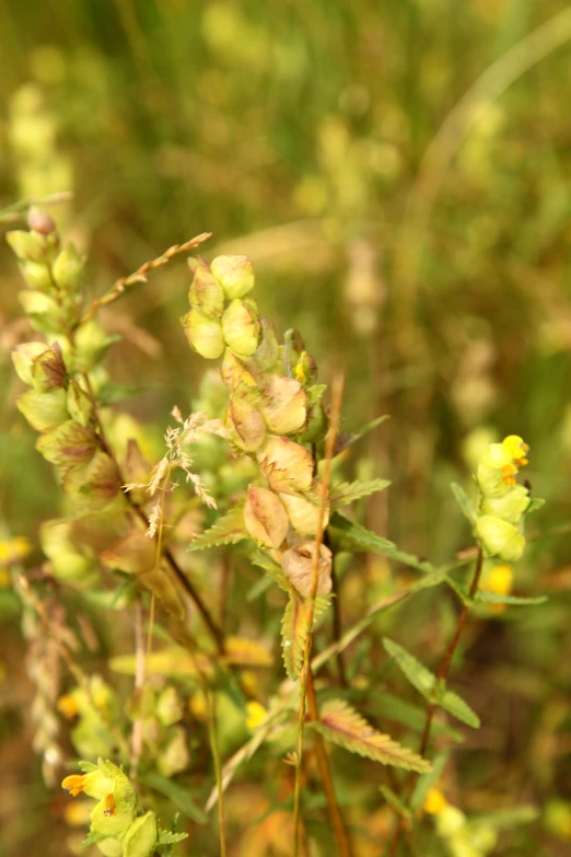 a small cluster of yellow flowers in the grass