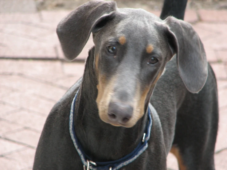 a small dog looking straight ahead with his head tilted back