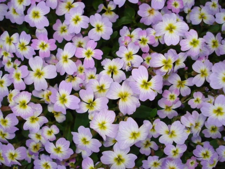 small lavender flowers with yellow centers growing together