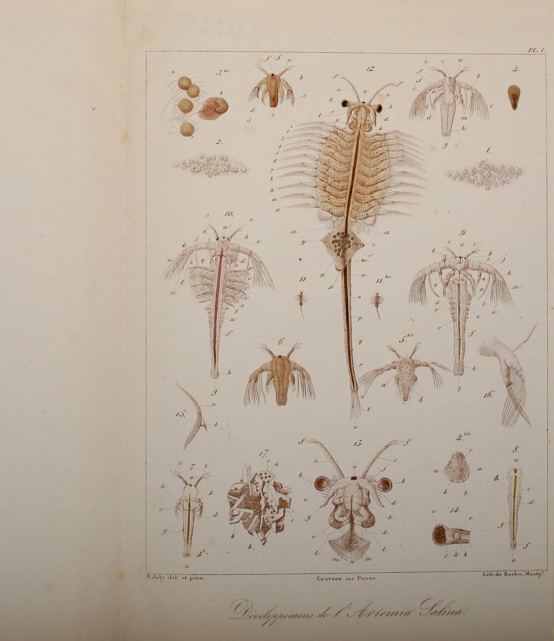 a book with illustrations of insects on it