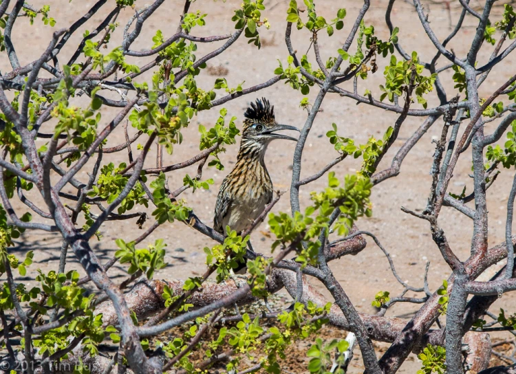 a bird perched on the nch of a tree