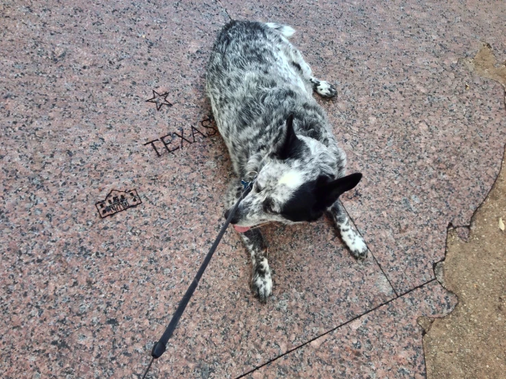 a dog lays on the pavement with a stick