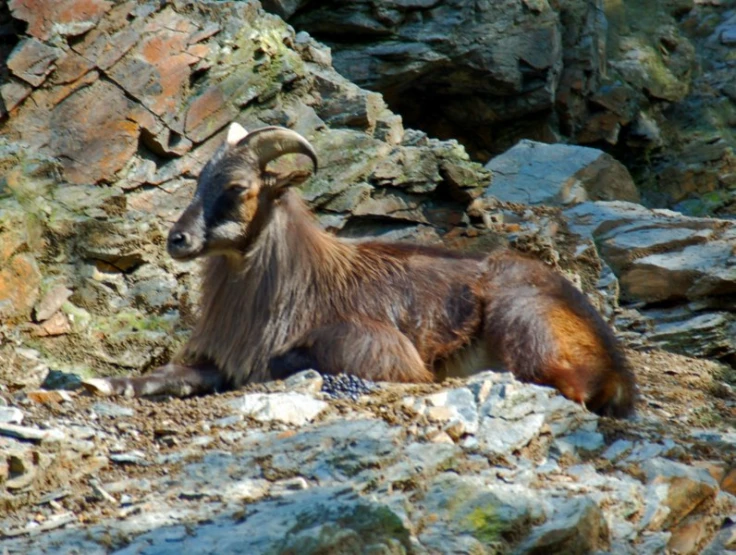 a brown goat laying on a rocky field