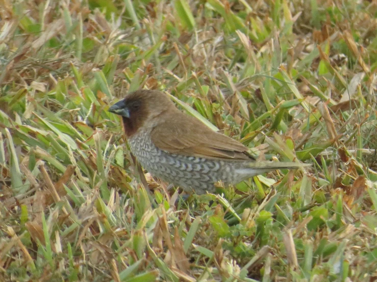 a brown bird is sitting on some green grass