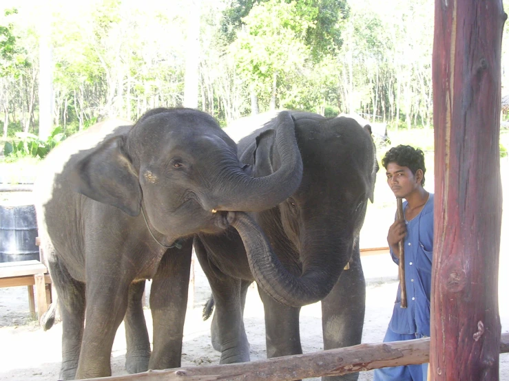 a man standing next to two elephants in an enclosure