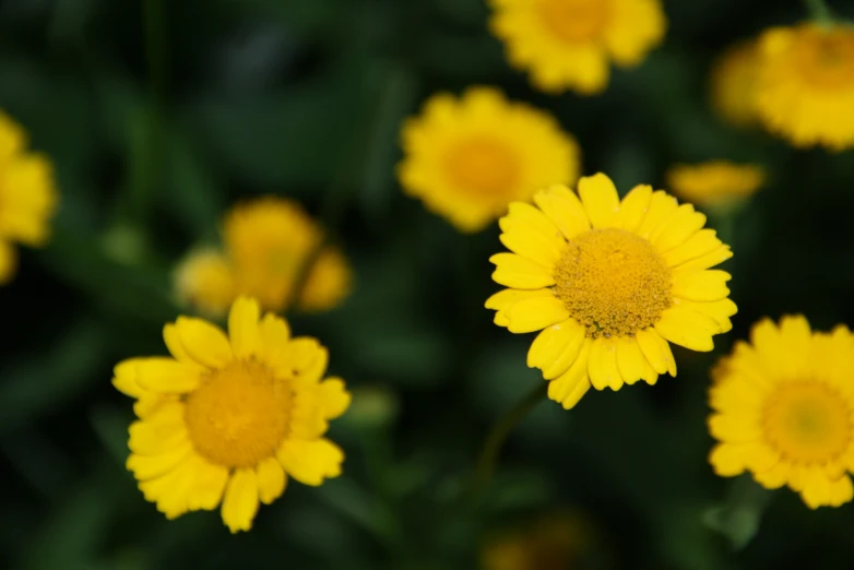 a field full of yellow daisies in the sun