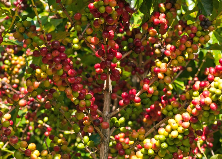 bunches of berry hanging from a tree with sun lighting