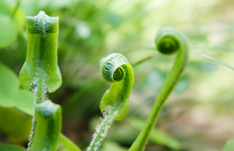 a group of three leaf shaped green items