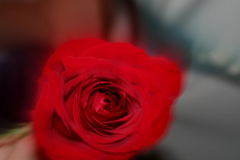 a red rose is shown with its long stem