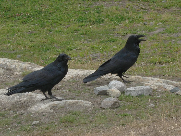 two black crows on the ground next to some rocks