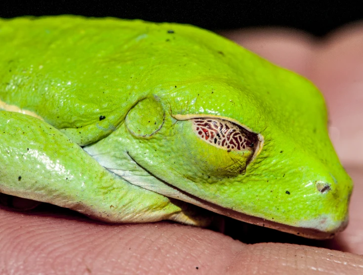 closeup of a bright green frog in the hand