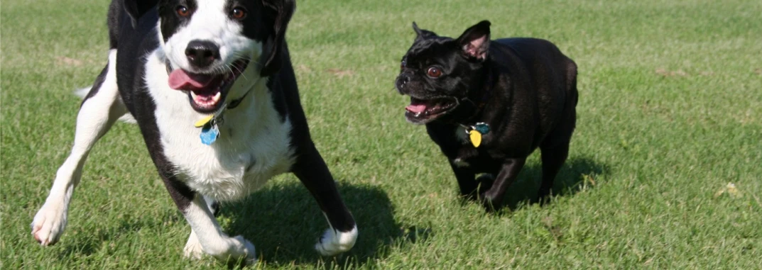 two dogs are walking through a grassy field