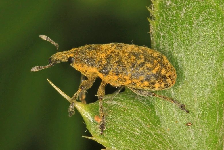 a black yellow and orange bug on a green leaf