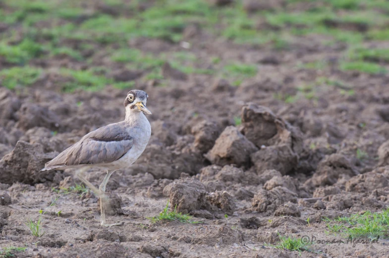 there is a bird walking in the dirt