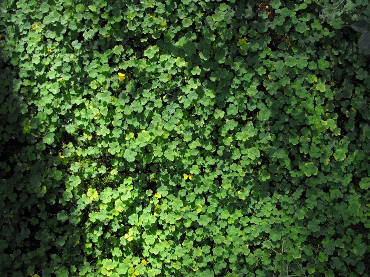 several green plants growing together in an area