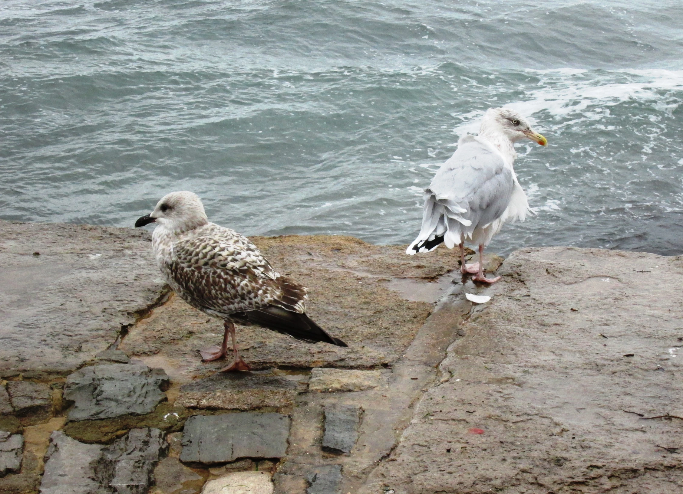 two seagulls sitting on top of some rocks near the ocean